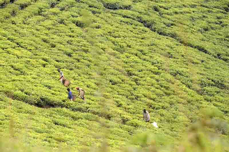 32 - Uganda - plantacion de te
